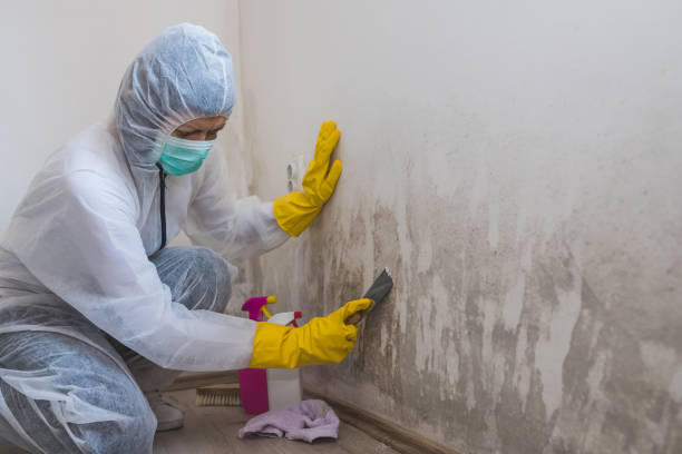 Best Black Mold Removal  in Centralia, WA