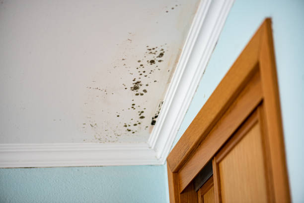 Best Mold Damage Repair  in Centralia, WA