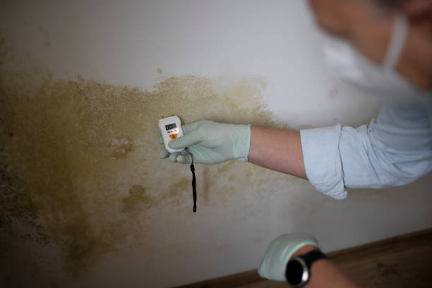 Best Mold Cleaning Services  in Centralia, WA