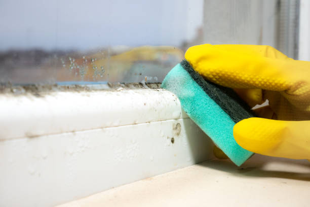 Best Crawl Space Mold Removal  in Centralia, WA