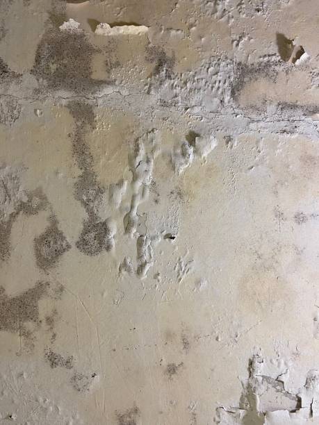 Best Mold Removal Near Me  in Centralia, WA