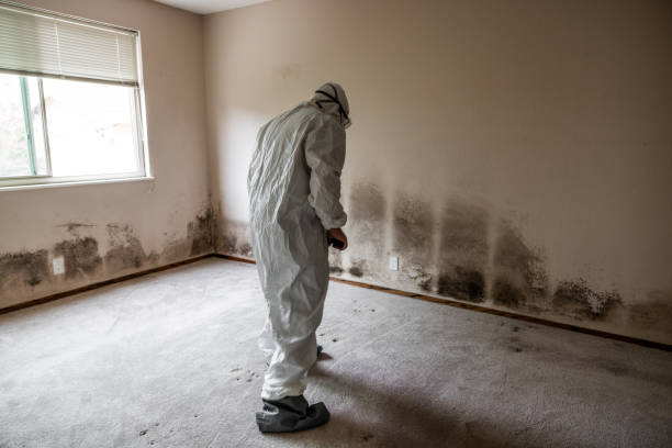 Mold Removal Process in Centralia, WA