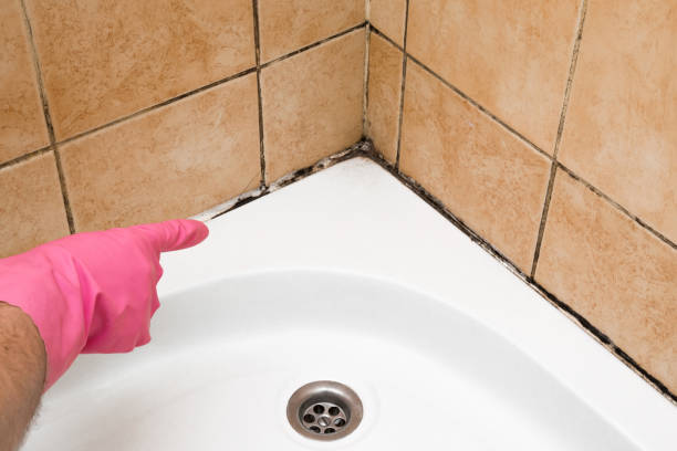 Best Attic Mold Removal  in Centralia, WA